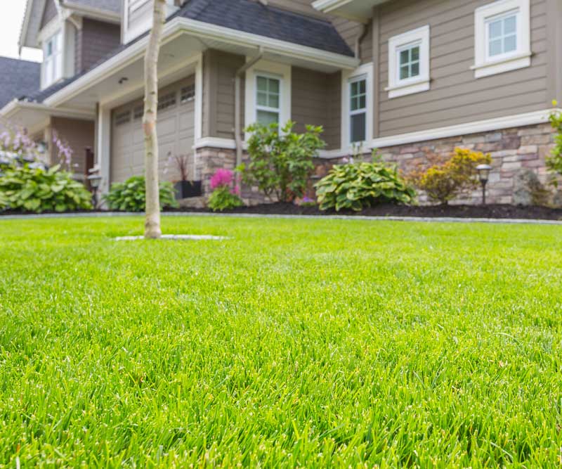When Is The Best Time To Fertilize Your Lawn In New England?