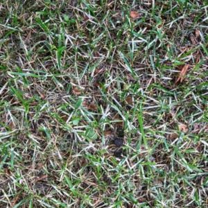Powdery mildew is a lawn disease that can affect your Shrewsbury, MA lawn.