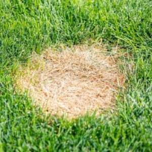 Dollar spot is a lawn disease that can affect your Westborough, MA lawn.