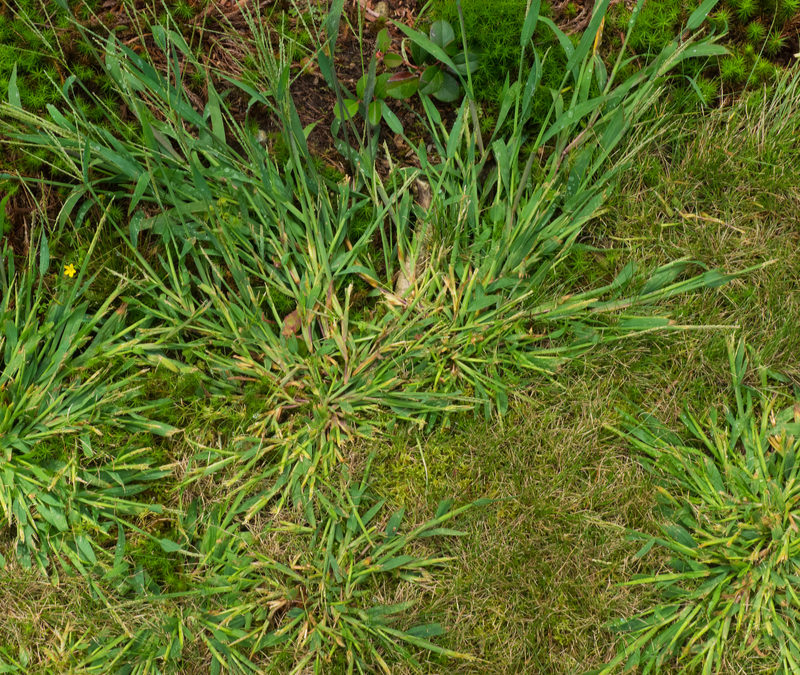 Eliminate crabgrass from your Massachusetts lawn