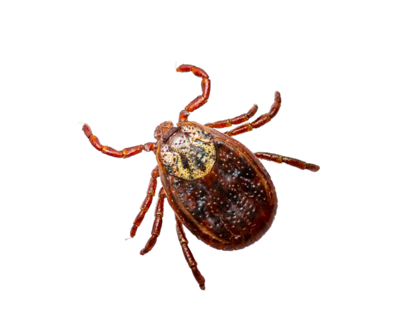 Read these major facts about ticks to keep you and your family safe.