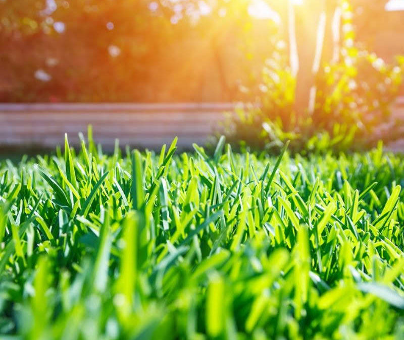 Four Advantages of an Organic Lawn Fertilization Approach