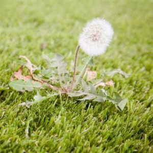 Broadleaf weed control is the essential fall weed control treatment to keep dandelions out of your Shrewsbury, MA lawn.