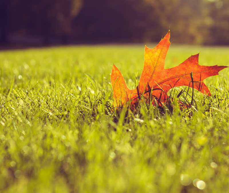 Fall weed control here in Shrewsbury, MA, including broadleaf weed control and pre-emergent sprays, will keep your lawn healthy going into the winter.