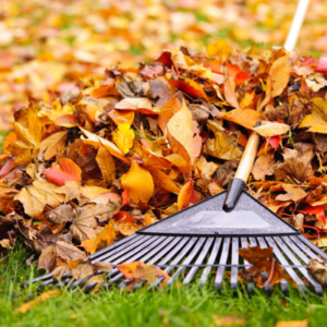 Leaf Removal is essential to your fall lawn care here in Westborough, MA.