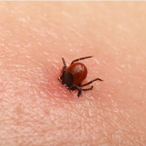 Tick bites can cause a number of diseases, including Lyme diseases, which is why fall tick prevention is so important here in Marlborough, MA.