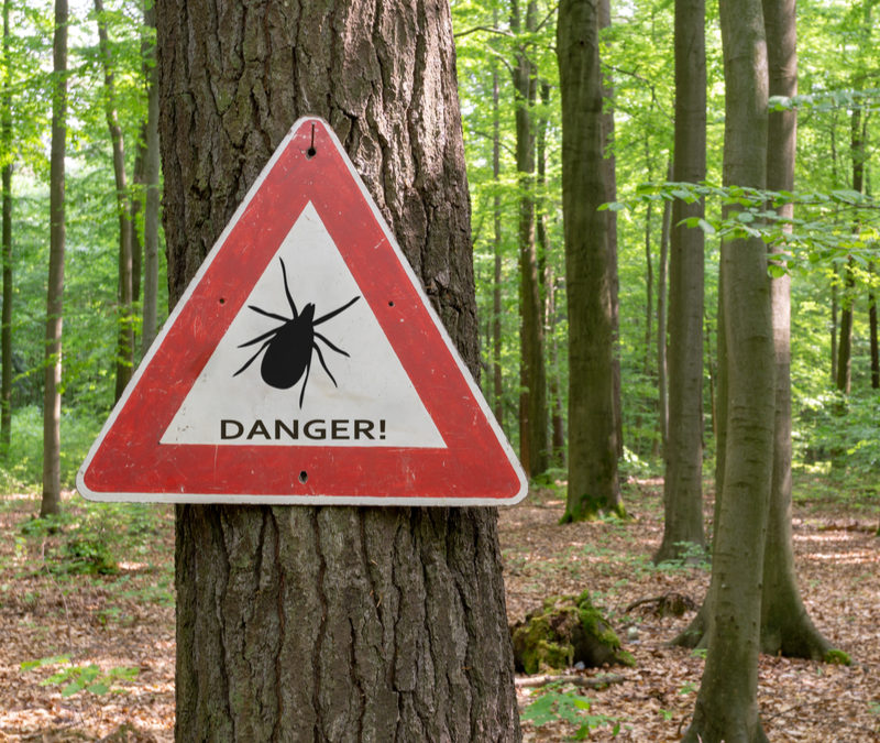 Fall Tick Prevention: Tips to Keep Your Property Tick-Free