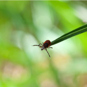 Ticks love to wait on tall grass for their next unsuspecting meal, that's why fall tick prevention is so important here in Marlborough, MA.