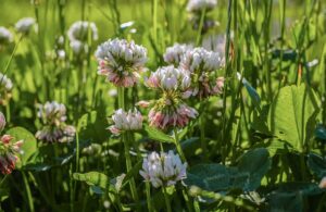 white clover