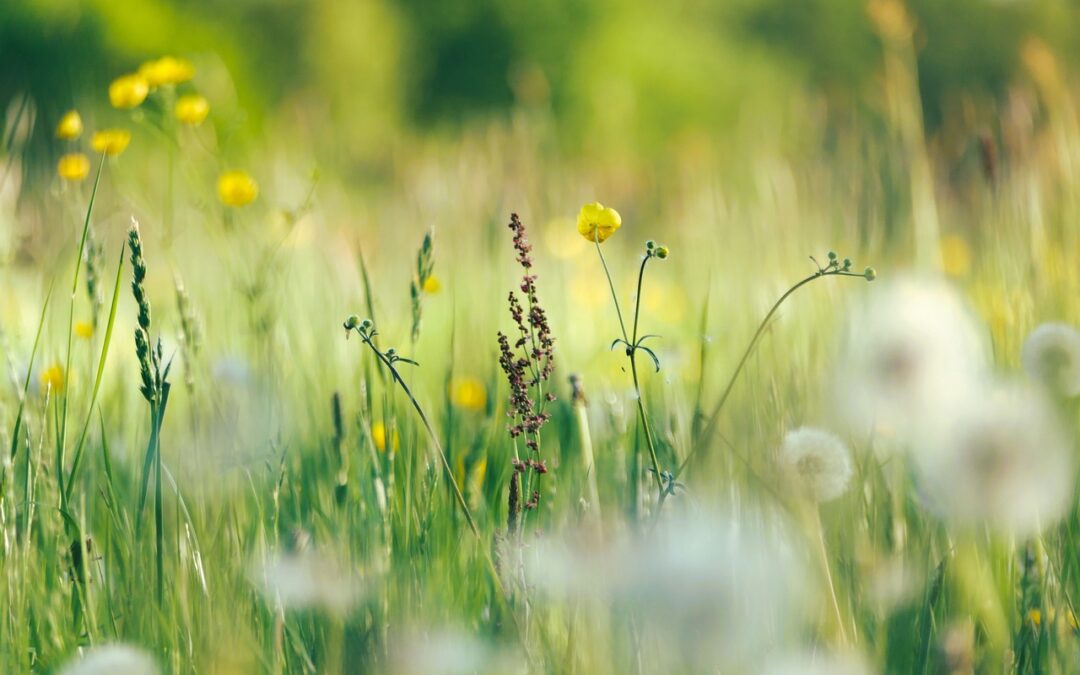 crabgrass and other weeds